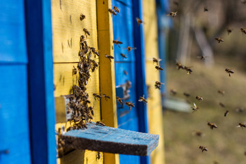 The first spring after wintering bees flying around
