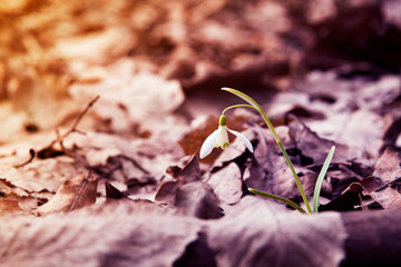 Snowdrop spring flower in forest. Close up macro.
