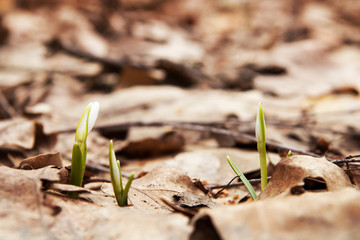 Snowdrop spring flower in forest. Close up macro.