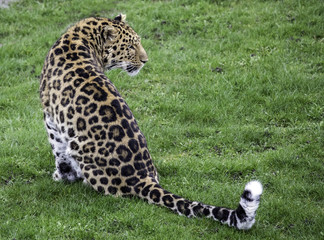 Amur leopard © thecoach1