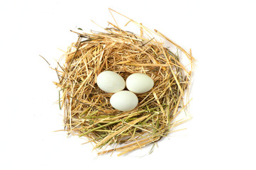 pictures of the chicken eggs in the most beautiful white ground, Herbs and plants in the chicken eggs, chicken nest and eggs, 
