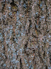 Wooden natural pattern background
