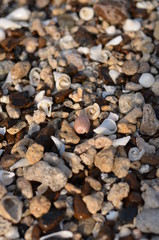 shells