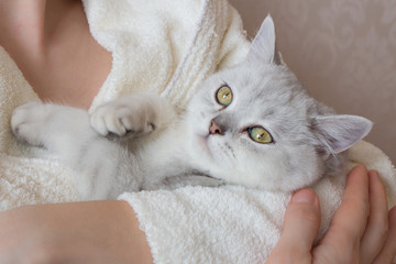 White British shorthair cat in the hands of a woman in a bathrobe