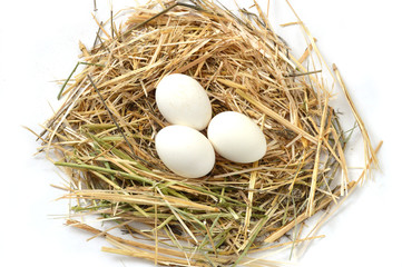 pictures of the chicken eggs in the most beautiful white ground, Herbs and plants in the chicken eggs, chicken nest and eggs, 
