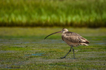 Long-billed curlew (Numenius americanus) foraging Newport Back Bay California