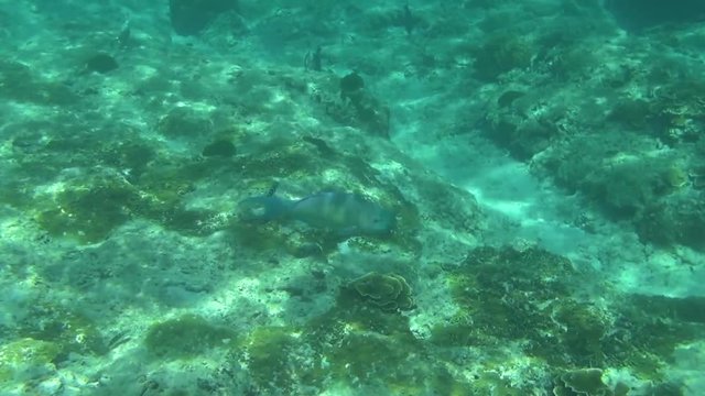 Tropical parrot fish