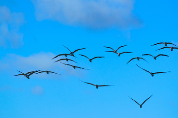 Flock of Black Skimmer Black Skimmer ( Rynchops niger) flying against blue sky