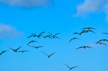 Flock of Black Skimmer birds ( Rynchops niger) flying against blue sky