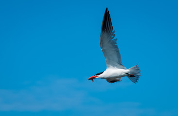 Caspian Tern hunting for fish