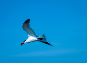 Caspian Tern hunting for fish