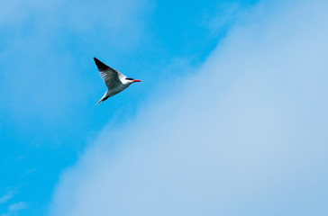 Caspian Tern hunting for fish