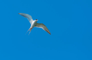 Fototapeta na wymiar Caspian Tern hunting for fish