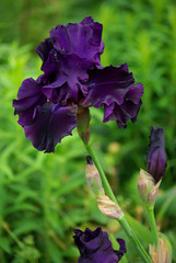 Iris bleu nuit au jardin au printemps