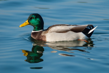 Mallard Duck reflecting in calm lake