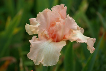Fototapeta na wymiar Iris rose au printemps au jardin