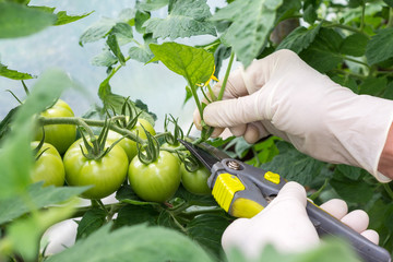 Woman is pruning   tomato plant branches in the greenhouse , worker  pinches off the shoots or "suckers" that sprout from the stem of tomato in the crotch right above a leaf branch