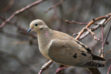 mourning dove