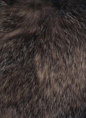  animal fur texture