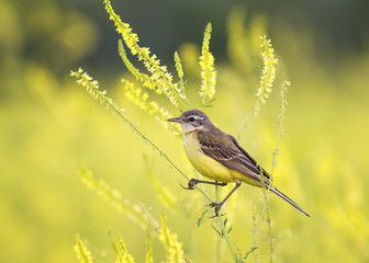  bird was a Wagtail came for a summer flowering meadow yellow clover