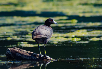 American Coot in Newport Back Bay Wildlife Preserve California