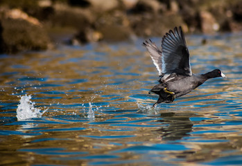 American Coot in Newport Back Bay Wildlife Preserve California