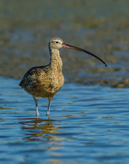 Long-billed curlew (Numenius americanus) foraging Newport Back Bay California