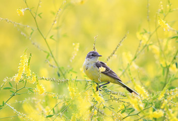 bird Wagtail sitting on a summer meadow with flowers clover