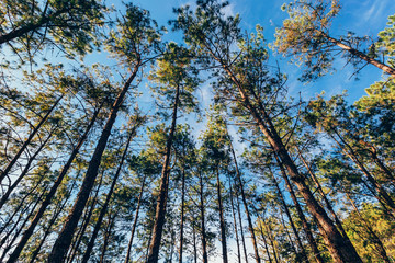 Vintage frame from pine trees at sunrise in spring.