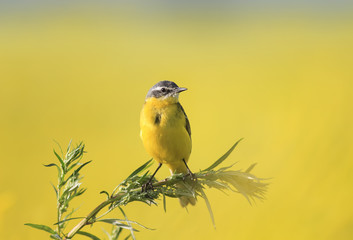 yellow Wagtail bird sitting a branch of wormwood in the summer field