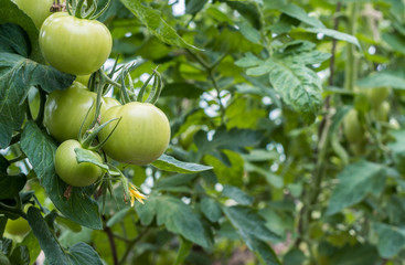 Tomato plants with ripening fruits in the farmer's greenhouse, agriculture and farming concept