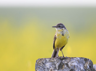 bird the  Wagtail is on the stone in the meadow