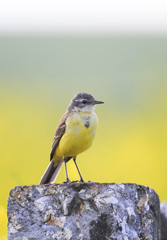 bird the yellow Wagtail is on the stone in the meadow