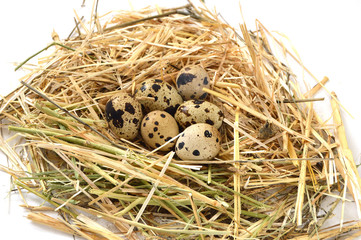 Herbs and plants in the quail's egg, bird's nest and eggs, pictures of eggs in the quail's nest