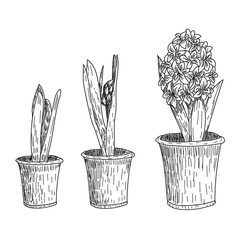Set of vector hand drawn line art flowers. Spring hyacinth, grape hyacinth, crocus ink drawings for easter decor, garden backgrounds, floral design.