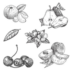 vector set hand made sketch illustration of engraving pear, peach, mandarin,cherry leaves and flowers on white background.