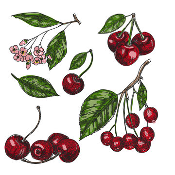 Cherry sketch set. Fruits vector illustration.