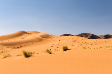 Fototapeta na wymiar Sand dunes Ouzina, Shara desert, Morocco 