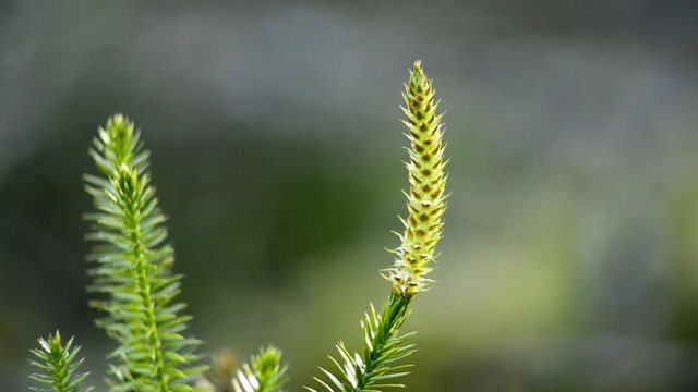 Huperzia, Heilpflanze gegen Alzheimer