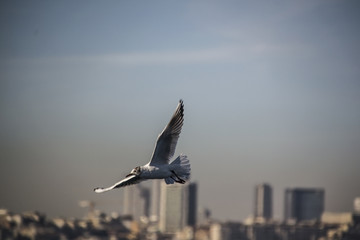 Seagull flying over the sea.