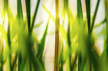 Gras
