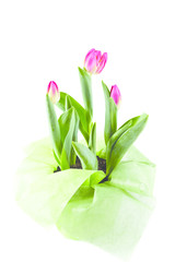 tulips in a pot on a white background