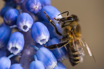 Honey bee collecting pollen from flowers