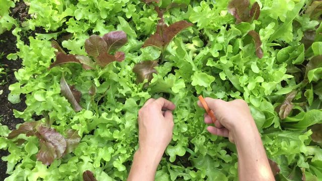 hands pick green lettuce in vegetable garden , top view