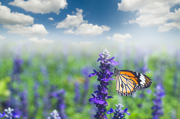 beautiful butterfly on lavender flower field in the park with sky.