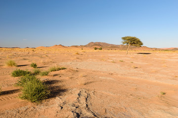 Tree and grass in the Desert, Ouzina, Morocco