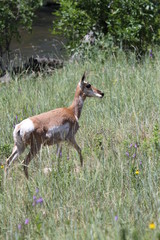 Obraz premium South Dakota sheep, buffalo, mountain goats and pronghorns.
