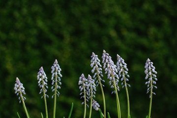 Colorful arrangement of fresh spring blue flowers