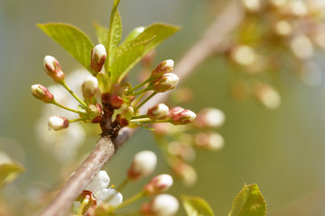 Beautiful flowering cherry tree buds. Background with blooming flowers in spring day.