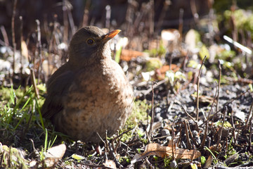 sweet singingbird enjoys the sunlight